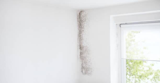 Professional Mold Removal in Broken Arrow, OK